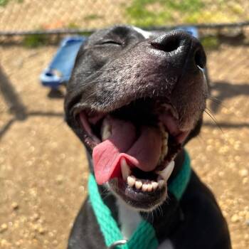 Pit Bull Terrier Dogs Available for Adoption in Philadelphia, Pennsylvania - Zuri | PetCurious
