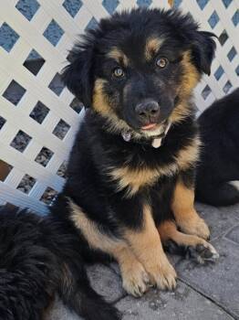 Brian -  Shepherd Dog for Adoption in Mesa, Arizona - Brian | PetCurious