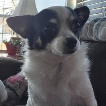 Rescue Chihuahua Dogs for Adoption in High View, West Virginia - Gizmo - Courtesy Post | PetCurious
