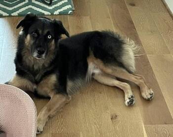 Valentino -  Australian Shepherd and German Shepherd Dog Dog for Adoption in Alvin, Texas - Valentino | PetCurious