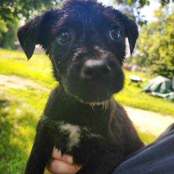 Carlyle -  Pit Bull Terrier Dog for Adoption in Clavet, Saskatchewan - Carlyle | PetCurious