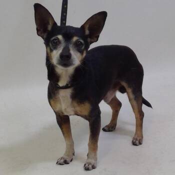 Chihuahua Dogs Available for Adoption in Apple Valley, California - Mischief | PetCurious