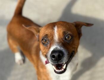 Rescue Parson Russell Terrier and Mixed Breed Dogs for Adoption in Tulsa, Oklahoma - JACK | PetCurious