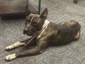 NightCap -  Pit Bull Terrier and Mixed Breed Dog for Adoption in West Chester, Pennsylvania - NightCap | PetCurious