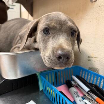 Belinda -  Hound Dog for Adoption in Birmingham, Alabama - Belinda | PetCurious