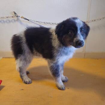 Maple -  Collie and Australian Shepherd Dog for Adoption in Holbrook, Arizona - Maple | PetCurious
