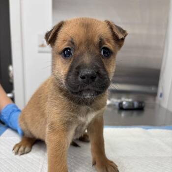 Shepherd and Mixed Breed Dogs Available for Adoption in Freeport, Florida - Judith | PetCurious