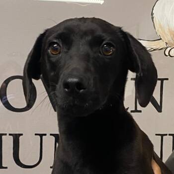 Willy -  Dachshund Dog for Adoption in Spencer, Indiana - Willy | PetCurious