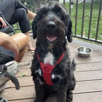 Caty -  Poodle and Golden Retriever Dog for Adoption in Minneapolis, Minnesota - Caty | PetCurious