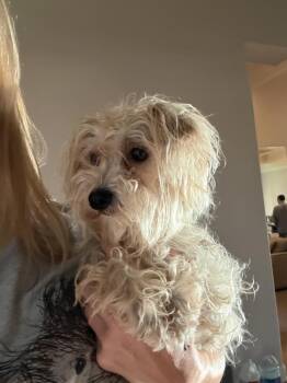 Fluttershy -  Maltese and Poodle Dog for Adoption in Richmond, Texas - Fluttershy | PetCurious