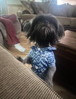 Rescue Shih Tzu Dogs for Adoption in Foxworth, Mississippi - Prince | PetCurious