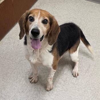 Beagle Dogs Available for Adoption in Chatham, Virginia - Arkansas | PetCurious