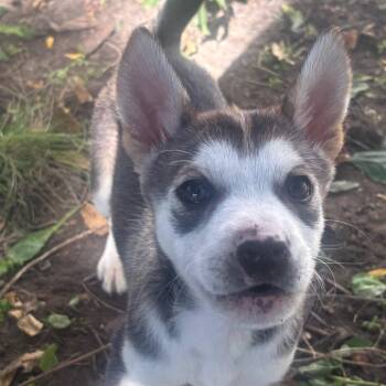 Battleship -  Mixed Breed Dog for Adoption in Buffalo, Minnesota - Battleship | PetCurious