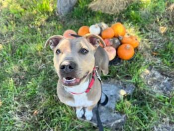 Rescue American Staffordshire Terrier and Pit Bull Terrier Dogs for Adoption in Mckinleyville, California - Elsa | PetCurious