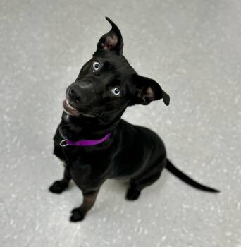 Labrador Retriever and Husky Dogs Available for Adoption - Kimchi | PetCurious