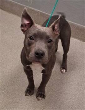 LIGHTNING -  Pit Bull Terrier Dog for Adoption in Las Vegas, Nevada - LIGHTNING | PetCurious