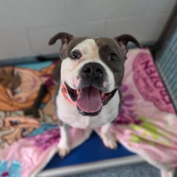 Saturday -  Mixed Breed Dog for Adoption in Greensboro, North Carolina - Saturday | PetCurious