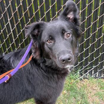Shaggy -  Mixed Breed Dog Available for Adoption in Wantagh, New York - Shaggy | PetCurious