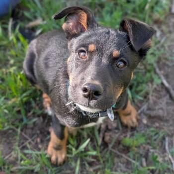 643 (2026) Mason -  Labrador Retriever and Shepherd Dog Available for Adoption in Parker, Colorado - 643 (2026) Mason | PetCurious