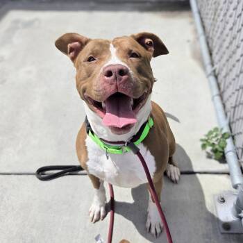 Pit Bull Terrier Dogs Available for Adoption in Oakland, California - Peach | PetCurious
