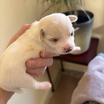 Nutmeg -  Chihuahua Dog for Adoption in Sacramento, California - Nutmeg | PetCurious