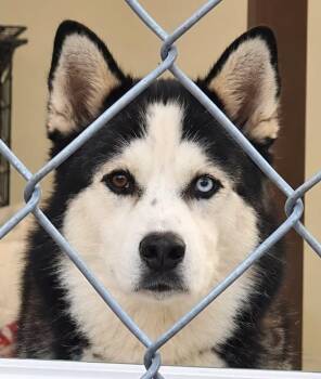 Zade -  Husky Dog for Adoption in Tama, Iowa - Zade | PetCurious