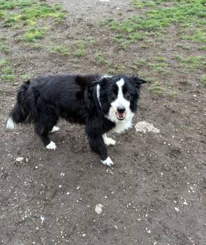 Border Collie Dogs Available for Adoption in Frankfort, New York - Bo | PetCurious