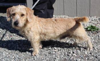 Vaughn -  Terrier and Mixed Breed Dog for Adoption in Vacaville, California - Vaughn | PetCurious