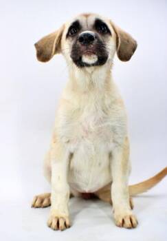 Sabrina -  Golden Retriever and Anatolian Shepherd Dog for Adoption in Morton Grove, Illinois - Sabrina | PetCurious