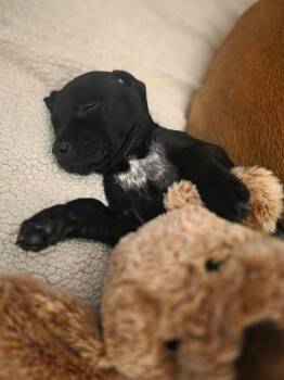 Jetson -  Mixed Breed Dog for Adoption in Dorr, Michigan - Jetson | PetCurious