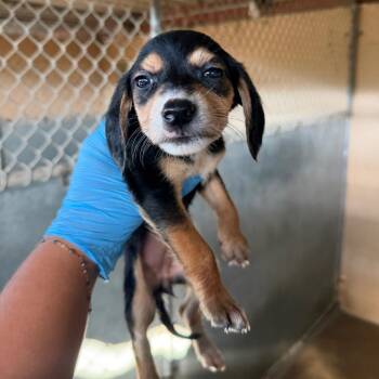 Brandy Snap -  Shepherd and Mixed Breed Dog for Adoption in Edinburg, Texas - Brandy Snap | PetCurious