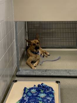 Rescue German Shepherd Dog and Mixed Breed Dogs for Adoption in Omaha, Nebraska - FREDDY | PetCurious