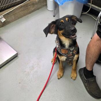 Annie -  Mixed Breed Dog for Adoption in Duncan, Oklahoma - Annie | PetCurious