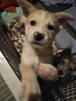 Husky Dogs Available for Adoption - Bear (26-011 D) | PetCurious