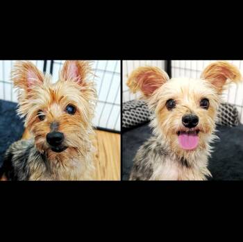 Danny & Daisy -  Yorkshire Terrier Dog for Adoption in Eustis, Florida - Danny & Daisy | PetCurious