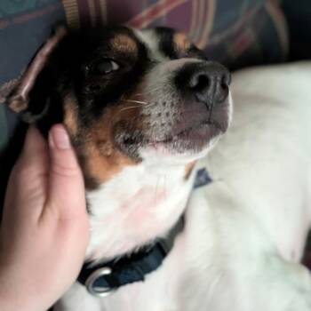 Carlos -  Jack Russell Terrier and Mixed Breed Dog for Adoption in Madison, Wisconsin - Carlos | PetCurious
