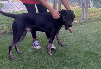 Fraser -  Dutch Shepherd Dog for Adoption in Boca Raton, Florida - Fraser | PetCurious
