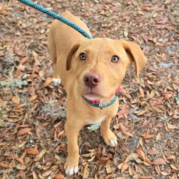 Mixed Breed Dogs Available for Adoption in Williston, Florida - Trulie | PetCurious