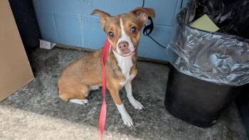 Minnie -  Chihuahua Dog for Adoption in Evansville, Indiana - Minnie | PetCurious