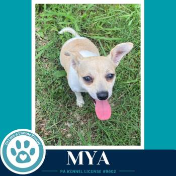 Mya 062026 -  Chihuahua Dog for Adoption in Kimberton, Pennsylvania - Mya 062026 | PetCurious