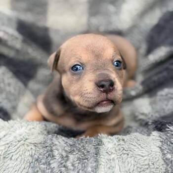 Snuffleupagus -  Labrador Retriever and Mixed Breed Dog for Adoption in Kanab, Utah - Snuffleupagus | PetCurious