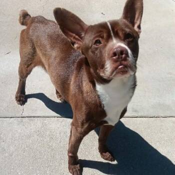 Terrier Dogs Available for Adoption - CHACHI | PetCurious