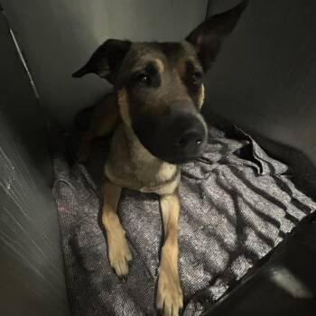 Bailey -  Belgian Shepherd Malinois Dog for Adoption in Greensboro, North Carolina - Bailey | PetCurious