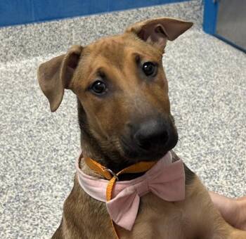 Basil -  German Shepherd Dog and Rhodesian Ridgeback Dog for Adoption in Golden, Colorado - Basil | PetCurious