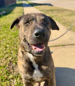 Plott Hound Dogs Available for Adoption in Spring, Texas - Charles | PetCurious