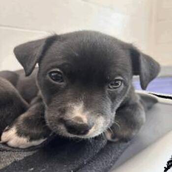 Maine -  Mixed Breed Dog for Adoption in Indianapolis, Indiana - Maine | PetCurious