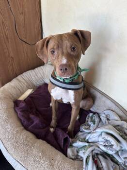 Pebbles -  Hound Dog for Adoption in Herndon, Virginia - Pebbles | PetCurious