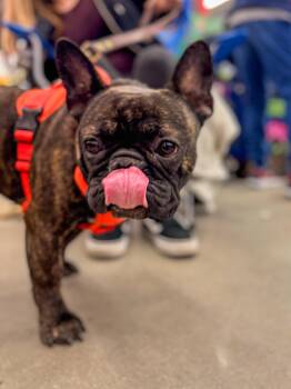 French Bulldog Dogs Available for Adoption - Leon | PetCurious