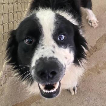 Barney -  Border Collie and Australian Shepherd Dog for Adoption in Spencer, Indiana - Barney | PetCurious
