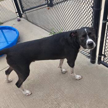 Oreo -  Boxer Dog for Adoption in Norman, Oklahoma - Oreo | PetCurious
